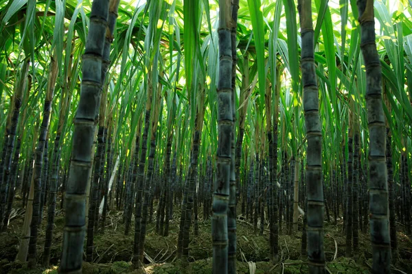 Suikerrietplanten Die Het Veld Groeien — Stockfoto