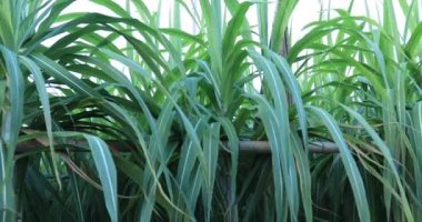Tarlada yetişen şeker kamışı bitkilerinin manzarası