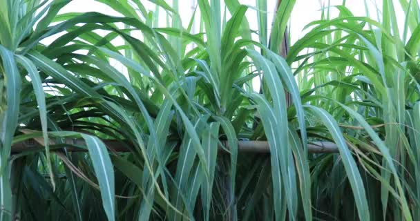 Sugarcane Plants Growing Field — Stock Video