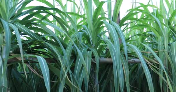 Sugarcane Plants Growing Field — Stock Video