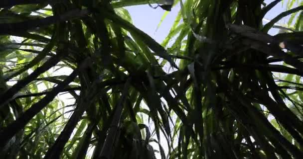 Zuckerrohrpflanzen Wachsen Auf Dem Feld — Stockvideo