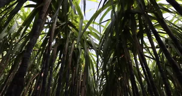 Plantas Caña Azúcar Creciendo Campo — Vídeo de stock