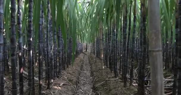 Zuckerrohrpflanzen Wachsen Auf Dem Feld — Stockvideo