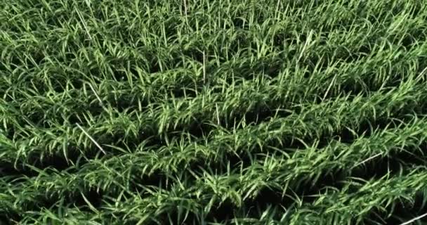 Luchtfoto Van Suikerrietplanten Die Het Veld Groeien — Stockvideo