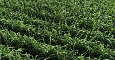 Tarlada büyüyen şeker kamışı bitkilerinin havadan görünüşü