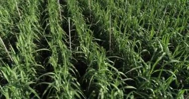 Tarlada büyüyen şeker kamışı bitkilerinin havadan görünüşü