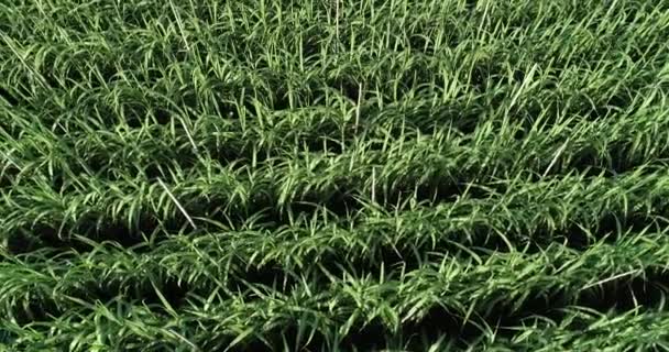 Luchtfoto Van Suikerrietplanten Die Het Veld Groeien — Stockvideo