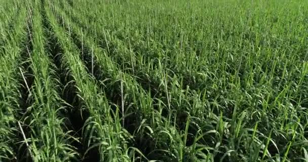 Luchtfoto Van Suikerrietplanten Die Het Veld Groeien — Stockvideo