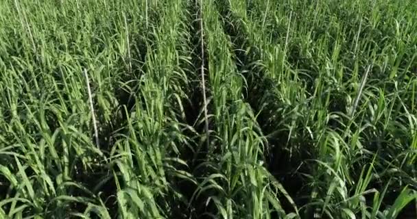 Luchtfoto Van Suikerrietplanten Die Het Veld Groeien — Stockvideo