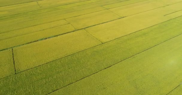 Pirinç alan dron üzerinden — Stok video