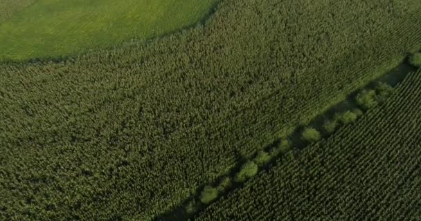 Luchtfoto Van Planten Die Het Veld Groeien — Stockvideo