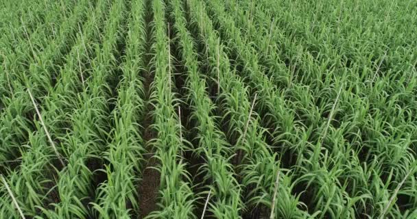 Luchtfoto Van Suikerrietplanten Die Het Veld Groeien — Stockvideo