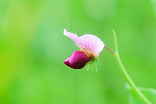 Fiore di fava — Foto Stock