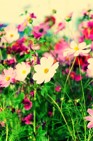 Lindas flores cosmos florescendo no Tibete — Fotografia de Stock