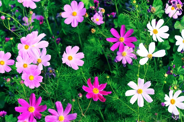 Beautiful cosmos flowers blooming in tibet — Stock Photo, Image