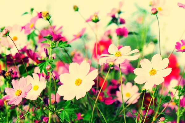 Lindas flores cosmos florescendo no Tibete — Fotografia de Stock