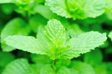 Nane bitkisi sebze bahçesinde yetişir.