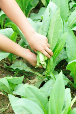 kadın çiftçi elleri Hint yeşil salata sebze bahçesinde toplama