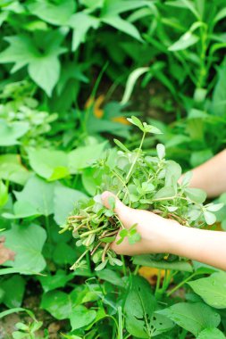 Kadın el Herb garden adlı toplama
