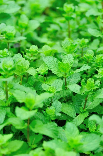 Mint plant grow at vegetable garden — Stock Photo, Image