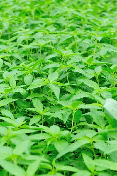 Stinging nettles plants in growth in garden — Stock Photo, Image