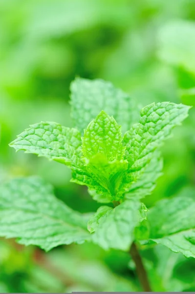 Mint plant grow at vegetable garden — Stock Photo, Image