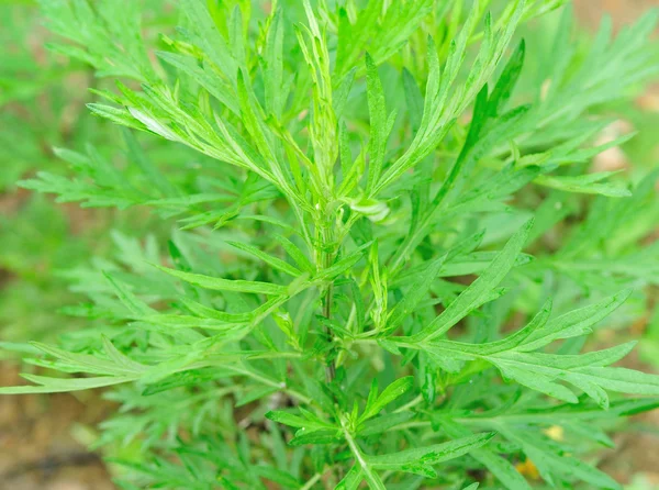 Artemisia cinese — Foto Stock