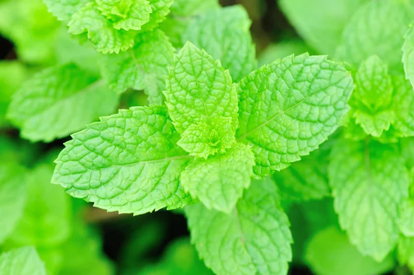 Planta de hortelã crescer na horta — Fotografia de Stock