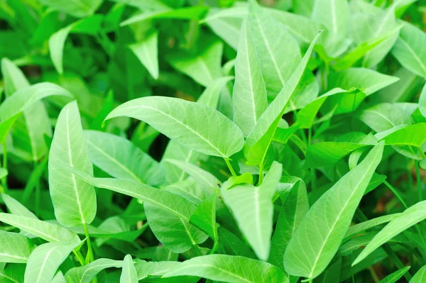 Water spinach in growth at vegetable garden — Stock Photo, Image