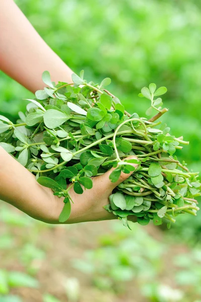 Le mani di donna che raccolgono l'erba a giardino — Foto Stock