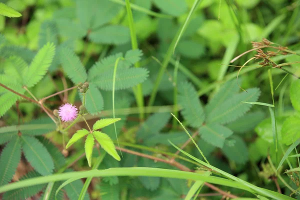 Mimosa plants and flowers — Stock Photo, Image