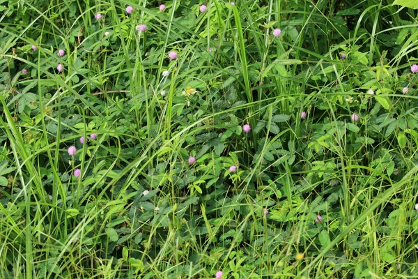 ミモザの植物や花 — ストック写真