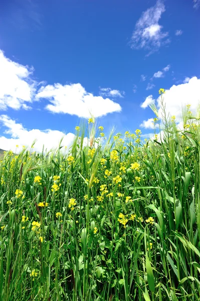 Yayla arpa bitkileri — Stok fotoğraf