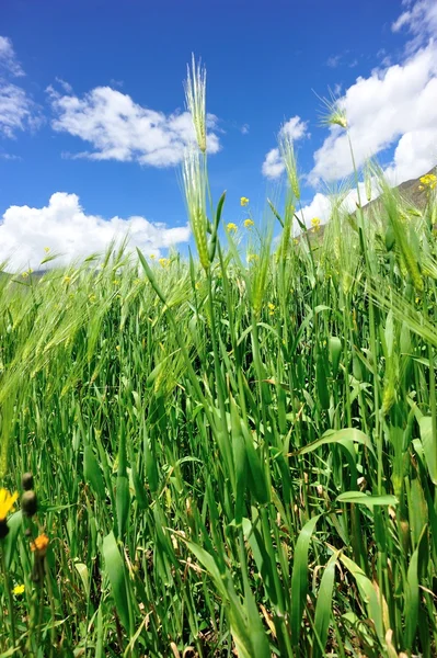 Yayla arpa bitkileri — Stok fotoğraf