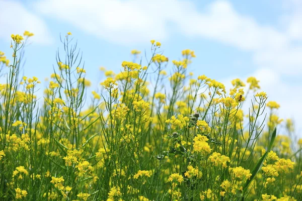 Cole flower and blue sky — Stock Photo, Image