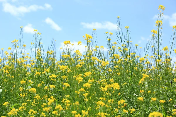 Cole flor y cielo azul — Foto de Stock