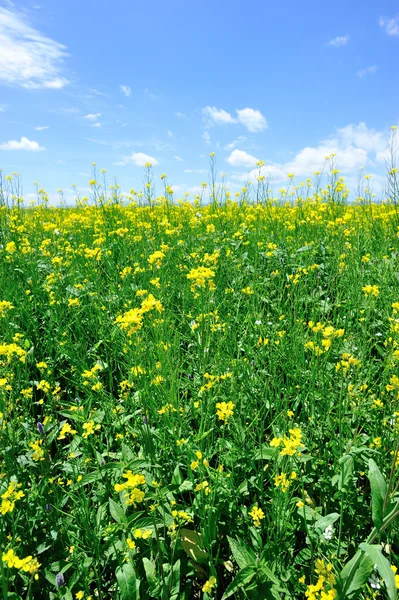 Cole fiore e cielo blu — Foto Stock