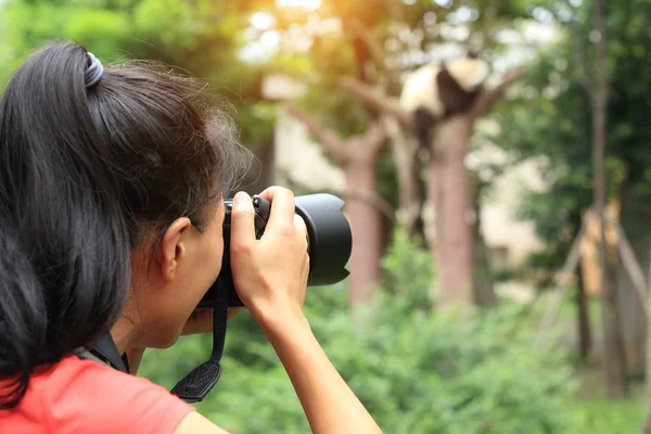 Mujer fotógrafa tomando fotos de panda — Foto de Stock