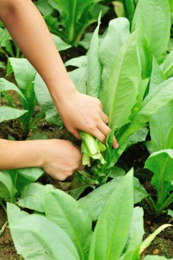 Kadın çiftçi eller yeşil Hint marul toplama