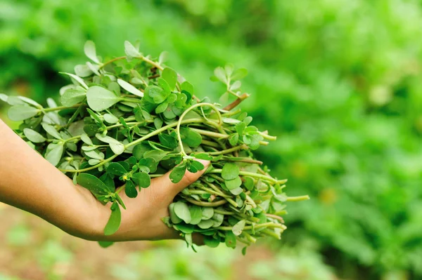 Donna contadino mani raccolta verde lattuga indiana — Foto Stock