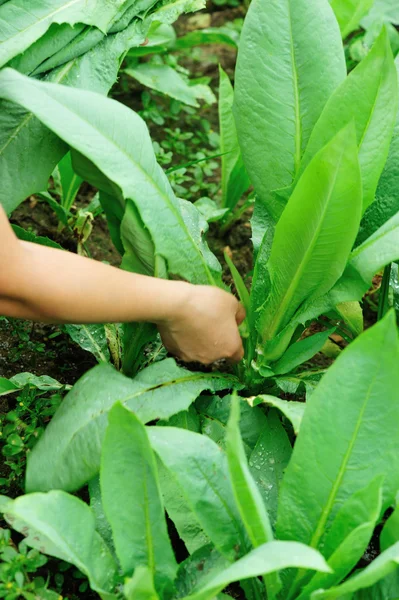 Mulher agricultor mãos escolhendo alface indiana verde — Fotografia de Stock