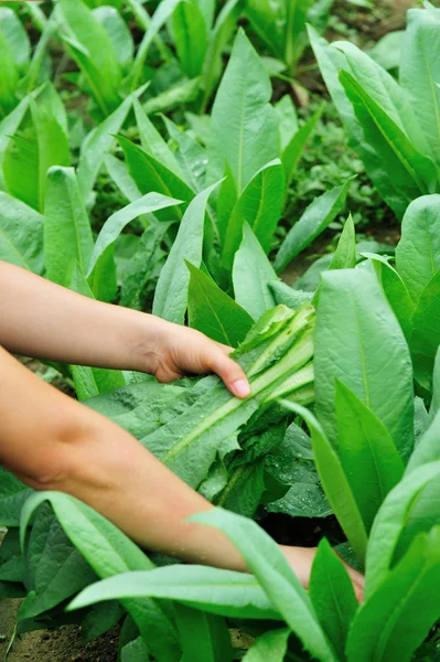 Femme agriculteur mains cueillette laitue verte indienne — Photo