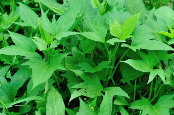 Grön indisk sallad — Stockfoto