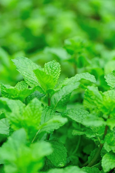 Mint plant — Stock Photo, Image