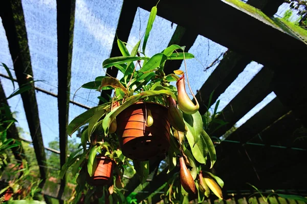 Nepenthes villosa — Stockfoto