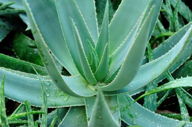Bahçede Aloe fabrikası