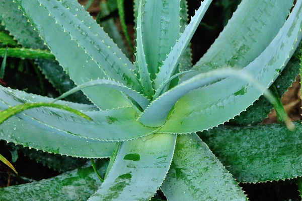 Planta de aloe en jardín —  Fotos de Stock