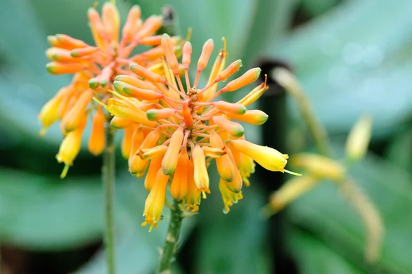 Flor de aloés no jardim — Fotografia de Stock