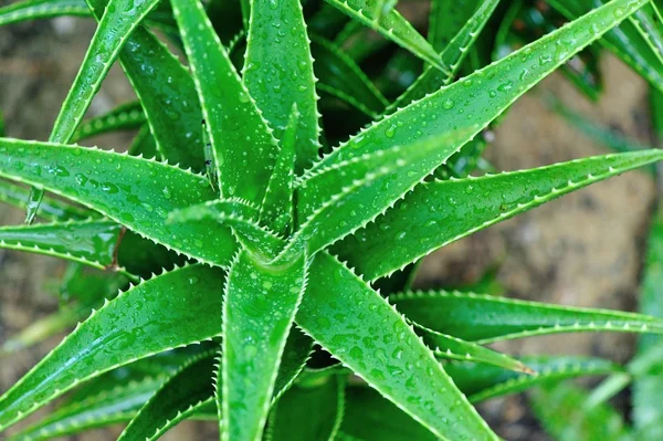 Bahçede Aloe fabrikası — Stok fotoğraf