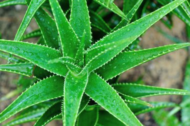 Aloe tesisi grow Garden'da